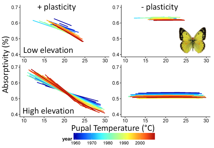 evolution of Colias reaction norms for wing absorptivity