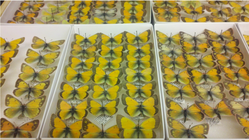 museum specimens of Colias meadii