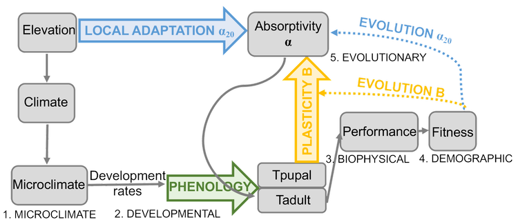 Colias modeling framework diagram