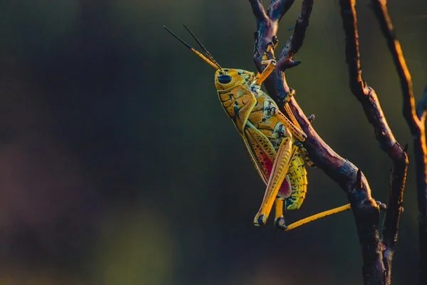 grasshopper
