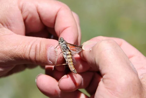 grasshopper field photo