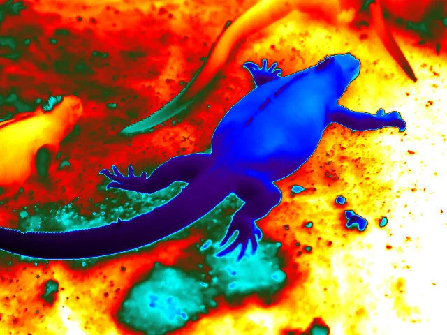 thermal image of a basking marine iguana